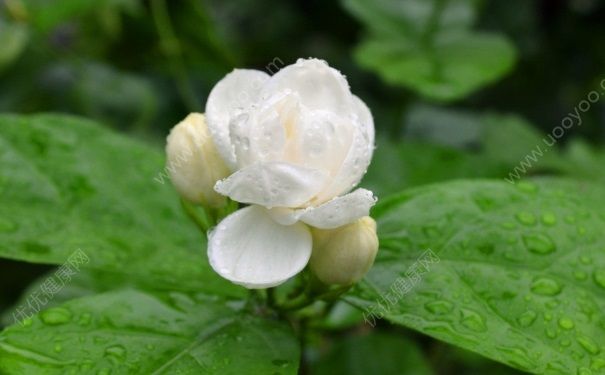夏天開的花有哪些？什麼花在夏天開放？(4)