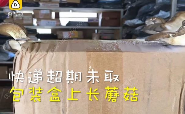 快遞包裹長出蘑菇，取件時客戶感嘆：蘑菇長勢挺好(2)